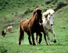 马静特伦特切斯特队锋线火力全开，目光短视夺冠渐行渐近